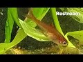24/7 Aquarium Livestream