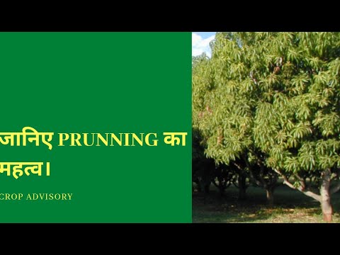 वीडियो: पेट्रोल लोपर: पेड़ों की छंटाई के लिए चेनसॉ लोपर की विशेषताएं। एक हाथ वाले छोटे मॉडल के लक्षण