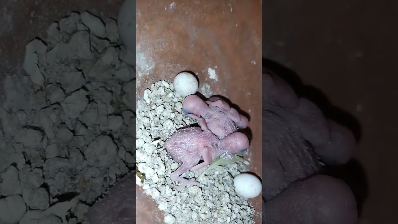 jaipur birds breeding 2nd session full video coming soon