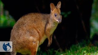 Dinosaur´s living descendants. Documentary part 1