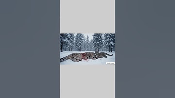 A Human Saves an Injured Leopard Mother While Her Cub Watches Helplessly –#shorts #shortvideo#short