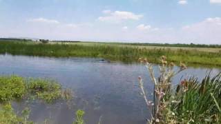 Binna Vom Tangra Landdeutsch Drahthaar