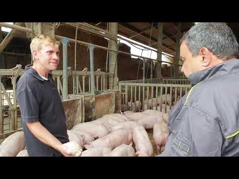 Vidéo: Porc à La Française