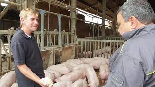 Reportage d’une coopérative porcs fermiers – Eric Boschman (ApaqW)