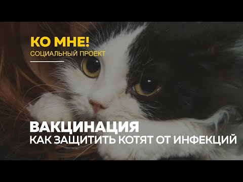 «Ко мне!»: всё, что нужно знать о вакцинации кошек