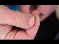 Как правильно насадить мормыша 