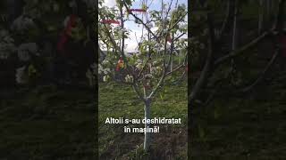 Altoire păr soiuri vechi. #grădinărit #soiurivechi #pomi #livada #altoi #gradinarit