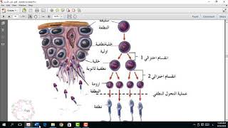 محاضرة 2 احياء السادس الفصل الثالث التكاثر  منهج عربي