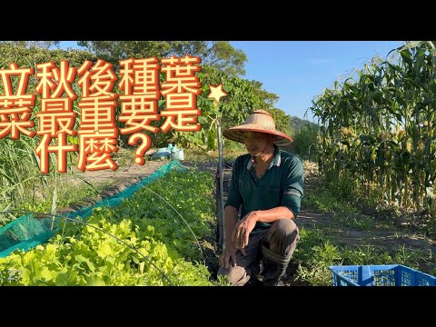 立秋後種葉菜最重要是什麼？立秋既炎熱又乾燥田能種出水嫩青菜？