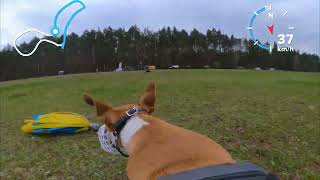 Whippet lure coursing POV