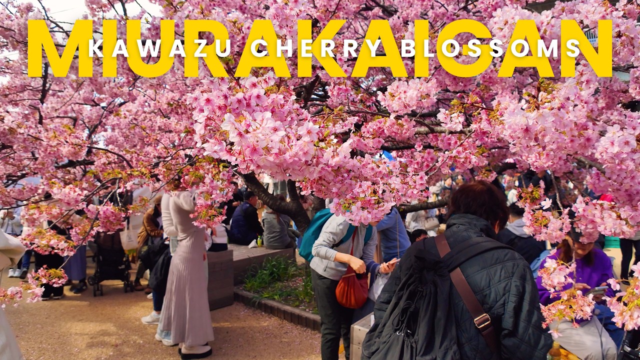 Is Miurakaigan Worth It? 🌸 First Visit + Huge Crowd