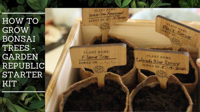 Planters' Choice Bonsai Starter Kit - Gardening Gift for Women & Men -  Bonsai Tree Growing Garden Crafts Hobby Kits for Adults, Unique DIY Hobbies  for
