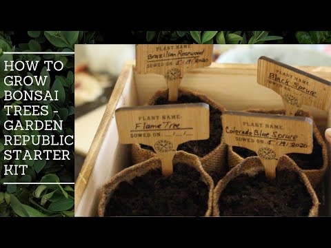 DIY - How to grow your own Bonsai Trees - Garden Republic Seeder Starter Kit