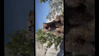 Sadece İzle… 😌 RDR2 #shorts #relax #gaming #cinematic