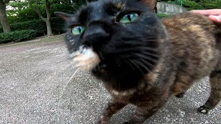 トコトコと歩いてきて目の前でゴロンする野良猫が可愛過ぎる