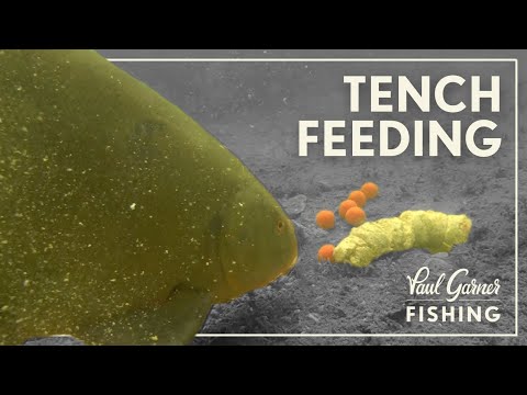 Tench Underwater Feeding on Chain Reactions.