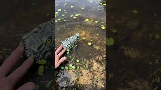 Floating Alligator/Crocodile Decoy for Yard, Pond, Pool - Keep Away Ducks, Geese, Herons, Cranes...