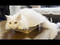 モフモフ猫が浅すぎる箱でくつろぐとこうなりますｗ