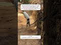 Cat Versus Hole 😳🐍