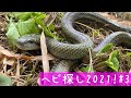 蛇採取2021！#3 〜激荒アオダイショウ〜【蛇探し、捕獲】♦️Journey to catch snakes 2021!#3〜Very ferocious rat snake〜