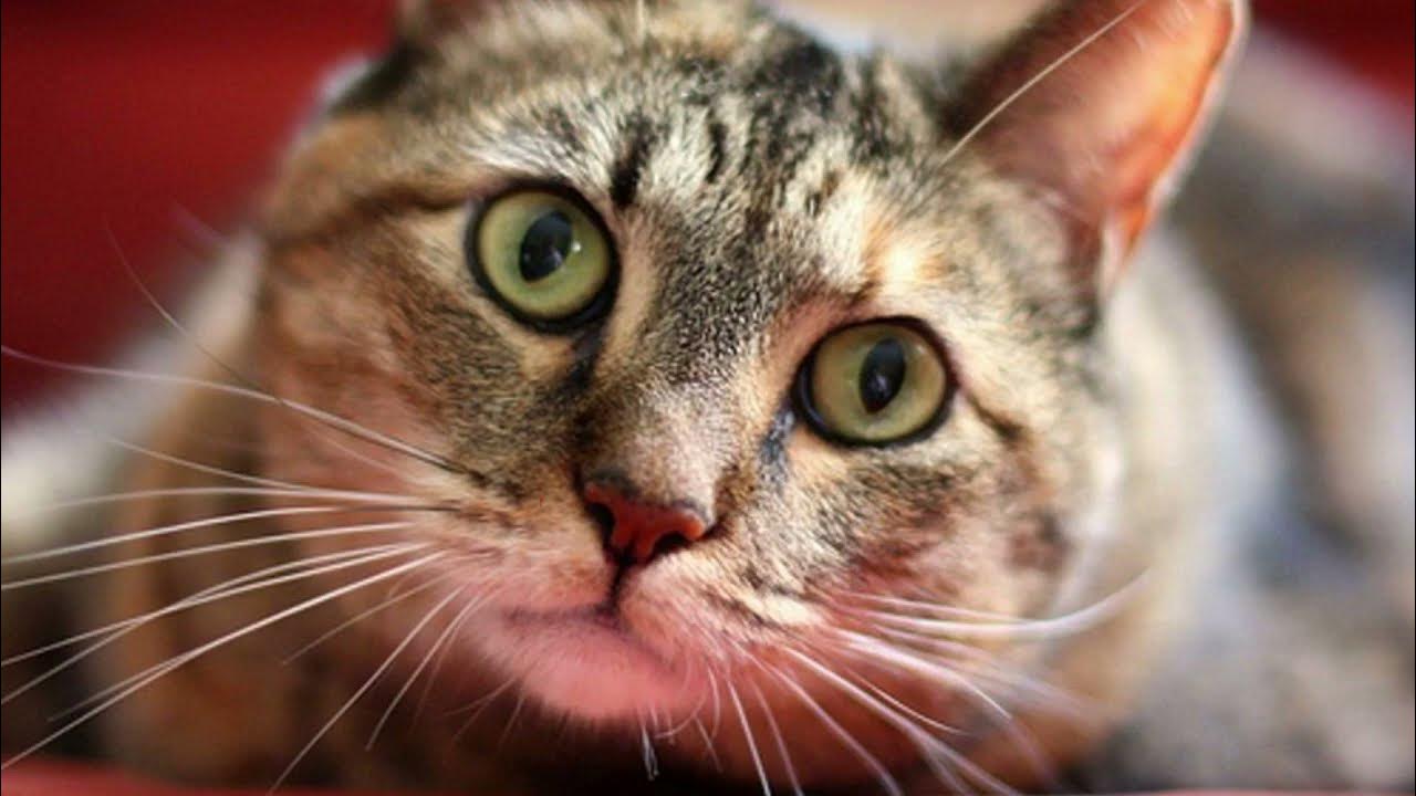 Do cats know when you're sad or depress? (AMAZING FACTS ABOUT CAT