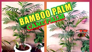 How to grow and care of cane palm | Care of bamboo palm | Best indoor palm plant