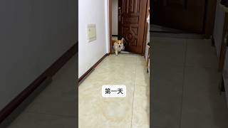 Wait Till You See What This Dog Brings Last 😳🐶