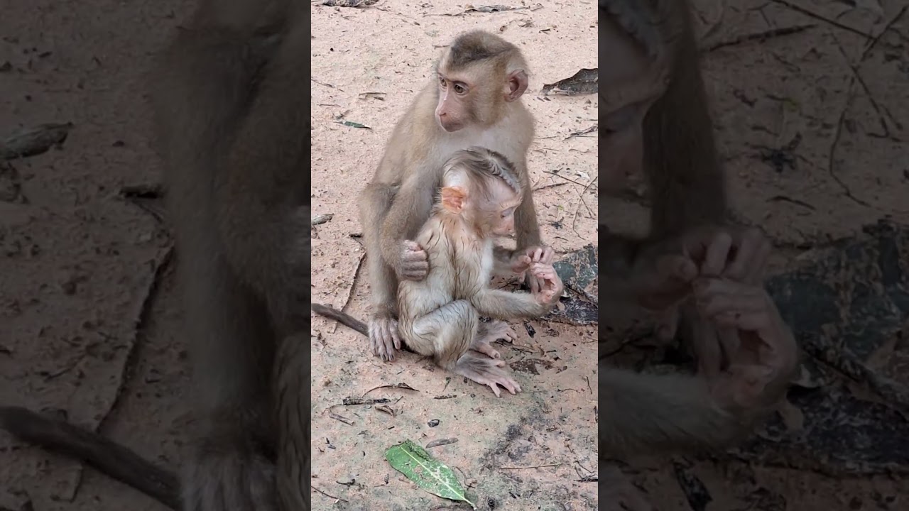 Angkor Monkey Family #13. 