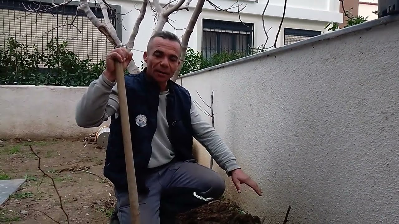 ÇELİKTEN KÖKLENDİRME NASIL YAPILIR. #ÇeliktenKöklendirmeDutİncirAsmaİğdeAyvaZeytinLimonNar