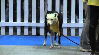 Canine Survivor, South Africa, WODAC by Dog TV South Africa 316 views 12 years ago 1 minute, 56 seconds