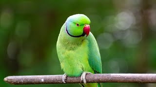 Indian Ring Neck Green Parrot with Natural Sounds