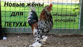 видео: КАК ПОДСАДИТЬ К ПЕТУХУ НОВЫХ КУРОЧЕК? ОБЪЕДИНЯЕМ РАЗНОВОЗРАСТНЫХ ЦЫПЛЯТ. #АЛТАЙСКАЯБЕНТАМКА картинка: КАК ПОДСАДИТЬ К ПЕТУХУ НОВЫХ КУРОЧЕК? ОБЪЕДИНЯЕМ РАЗНОВОЗРАСТНЫХ ЦЫПЛЯТ. #АЛТАЙСКАЯБЕНТАМКА
