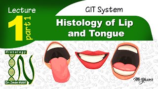 1a- Histology of Lip and tongue-GIT