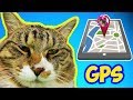 Как Следить за Котом в Отпуске Как Пользоваться GPS Трекером Кот Тигра едет на Юг | Pet Cat