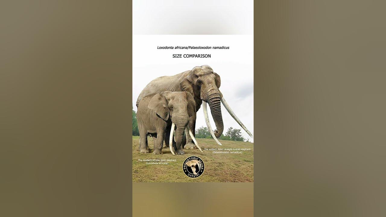 The modern bush elephant and The extinct Asian straight tusked elephant