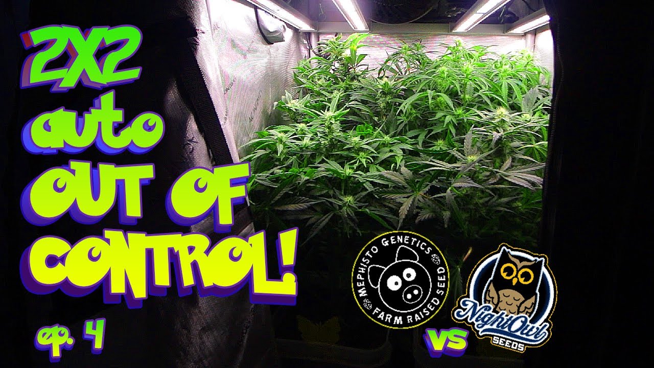 Мой рост 2x2 вышел из-под контроля! Автоцветы расширяют границы! — Мефисто против Ночной Совы, эп...