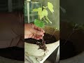 menanam pohon anggur #gardening #satisfying #nursery