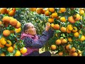 沃柑太多吃不完這樣做，黃燦燦甜滋滋，比外面買的還好吃Grandma made canned food and delicacies with tangerines｜#food   广西 美食 玉林阿婆