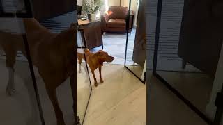 Intelligent Dog Loves Lights..  #dogs #birddog #shorts #vizsla #funny #funnyvideos #intelligentdogs