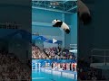 FLOOF CHAMP vs. Smoky-Eyed Panda 😹🏅 #animalolympics #sports #swimming #cat