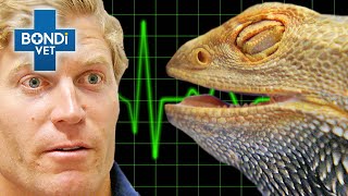 Beloved Lizard Stops Breathing During Surgery!  | Bondi Vet Clips | Bondi Vet