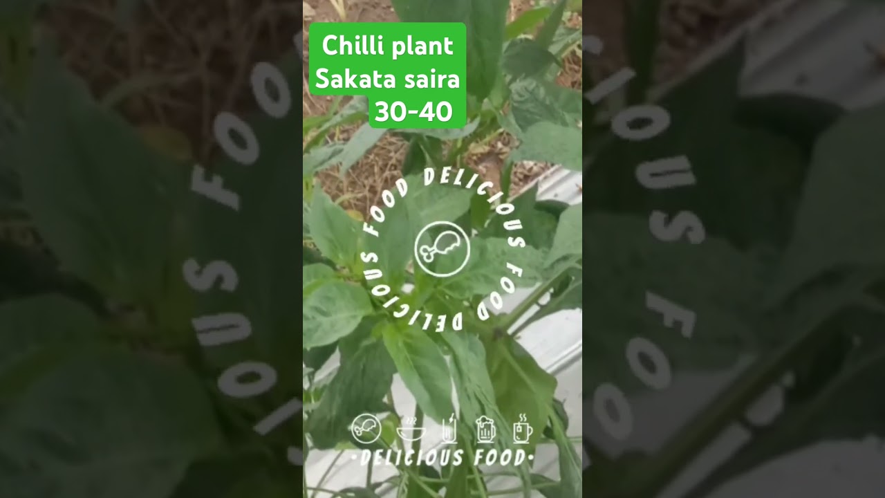 sakata saira 3040 mirch top variety resistance variety for leaf curl virus 