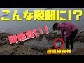 【イザリ漁】こんな岩の隙間に超高級食材!?現地食い!うんま〜!五島市福江島39話