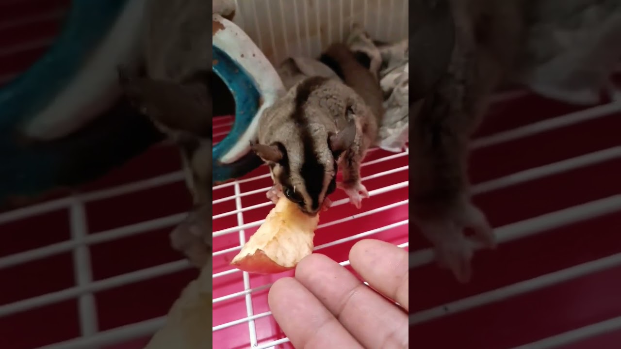 Sugar Glider Eat Apples 🍎🐿️