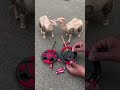 2 RC Camel Toy Remote Control #toys #lifeisbutadream #funny boxing