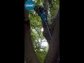 HOW TO USE MINI POLE SAW #tools #treework #powertool #polesaw #chainsaw #gardener