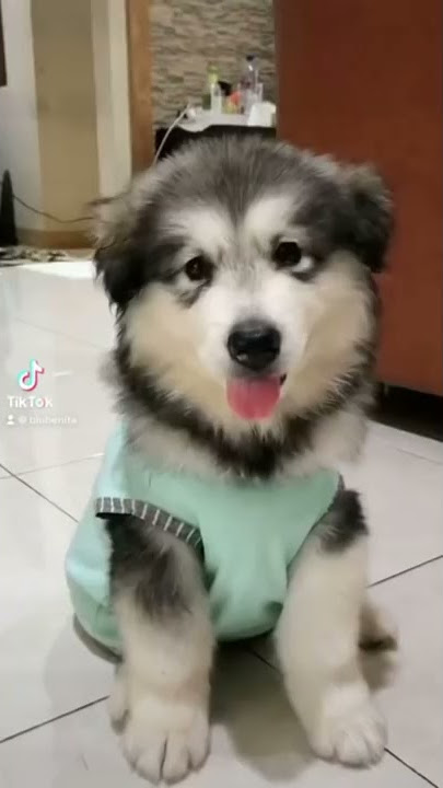 PERJALANAN KUPING KAORI