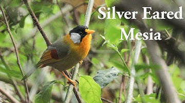 Silver eared Mesia Call #call #birds