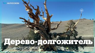 Самое старое дерево на планете