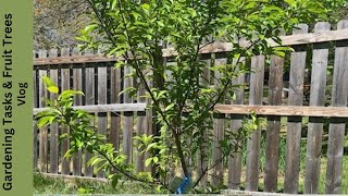 Vegetable Gardening Maintenance Tasks  Vlog| Fruit Trees | Grow Food Security